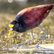 Northern Jacana